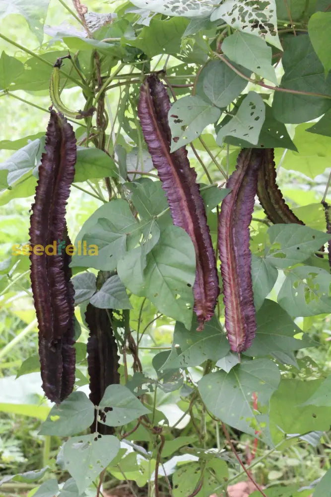 Winged bean seeds high yielding variety