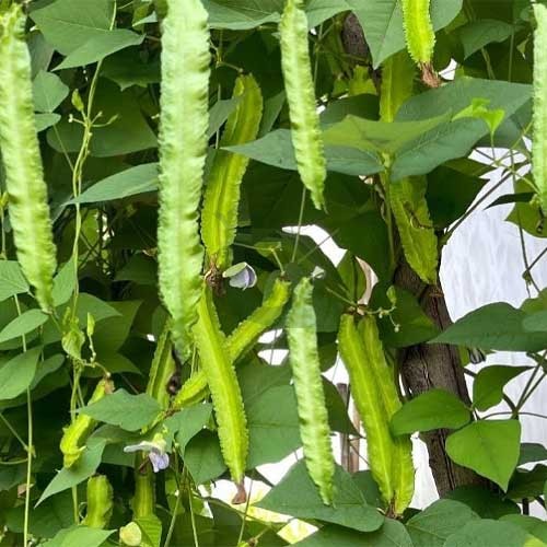 Winged Bean vine growing on trellis in vegetable patch