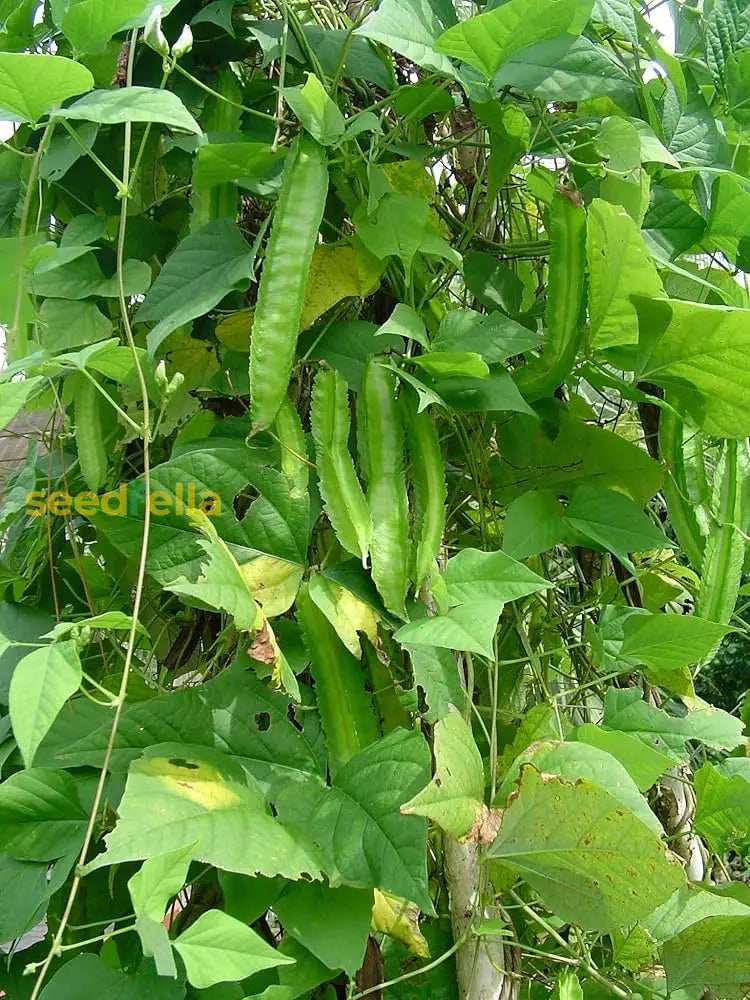 Winged bean vines climbing a trellis
