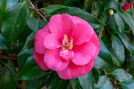 Winter Blooming Camellia Flowers