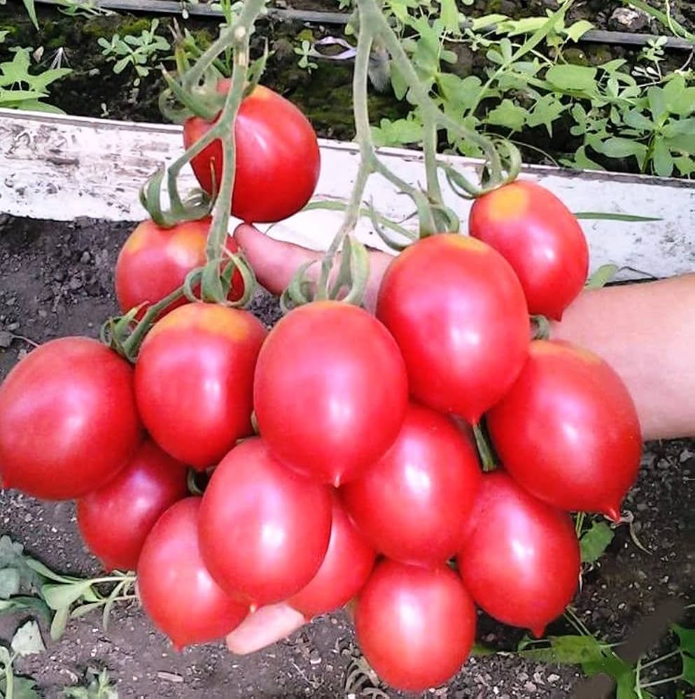 Winter cherry tomato plants grown from seeds