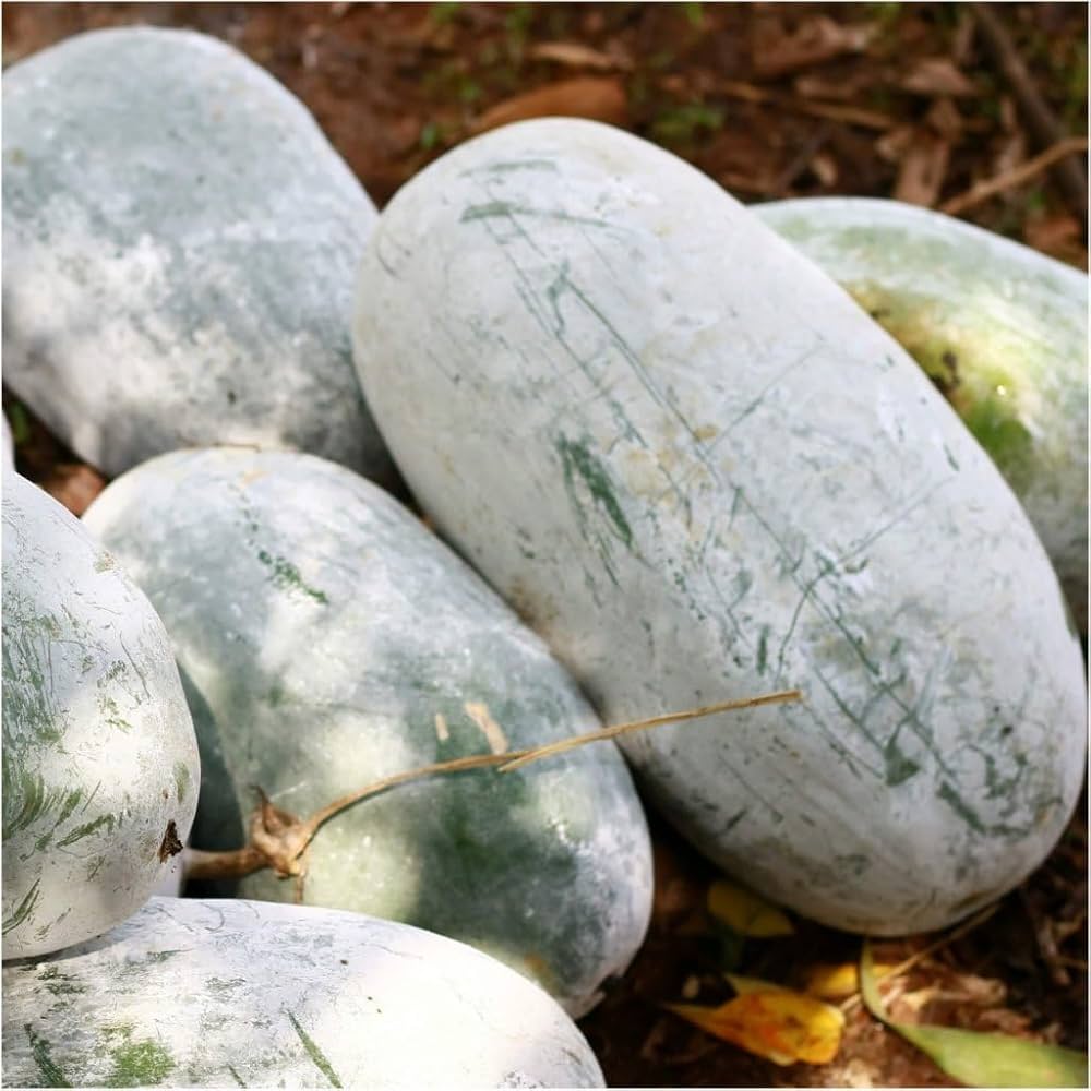 Winter melon seeds for planting in home gardens