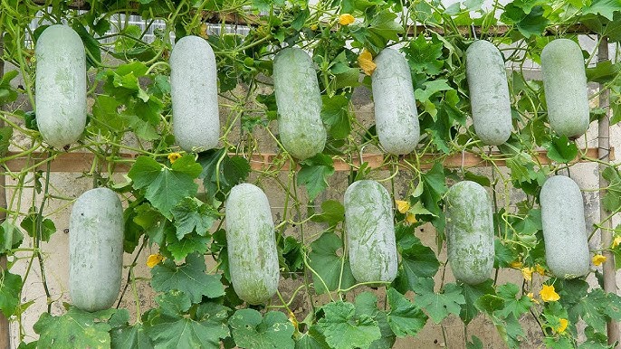 Winter Melon seeds suitable for home garden growers