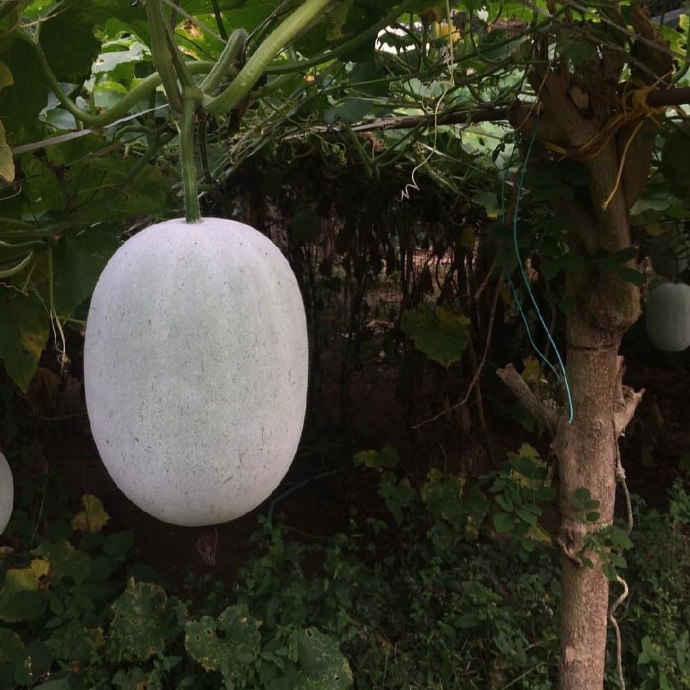 Winter melon seeds suitable for home gardening