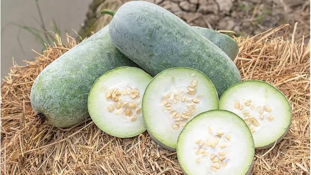 Winter melon vegetable seeds for productive vines