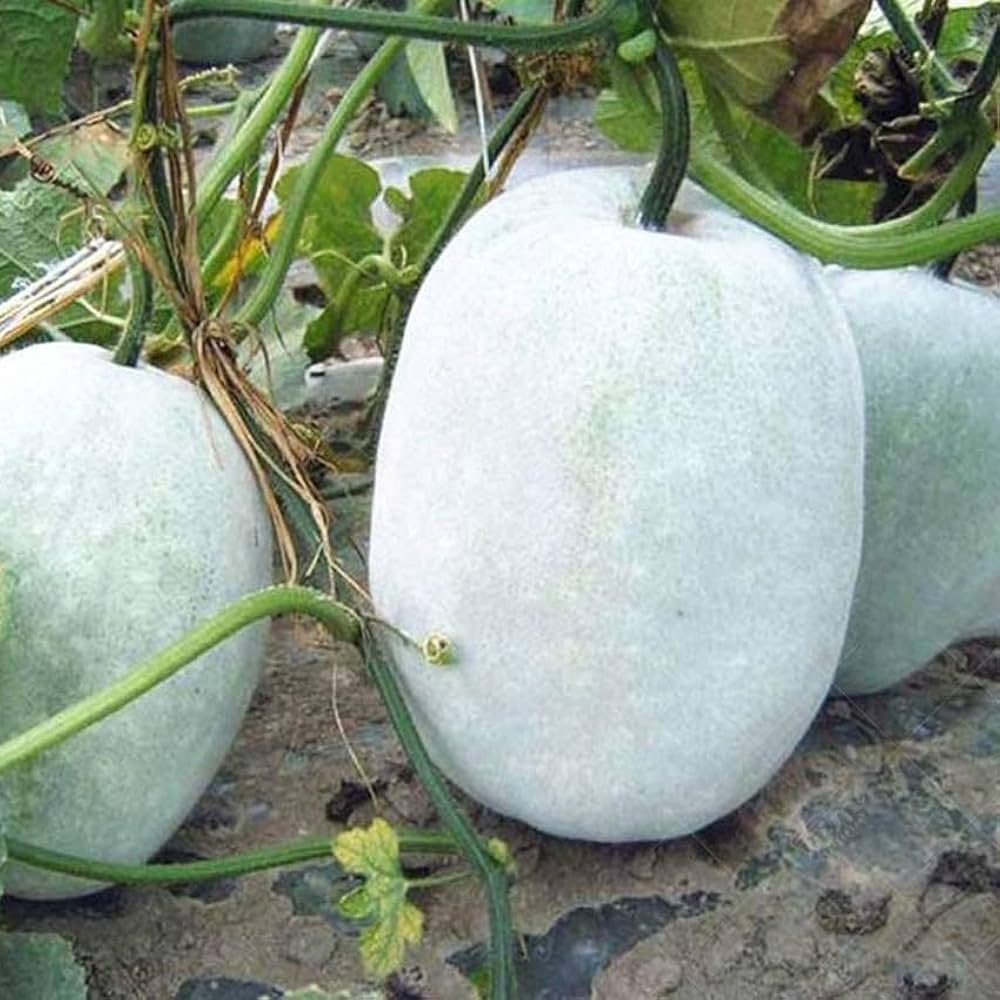 Winter melon vines growing in a home garden