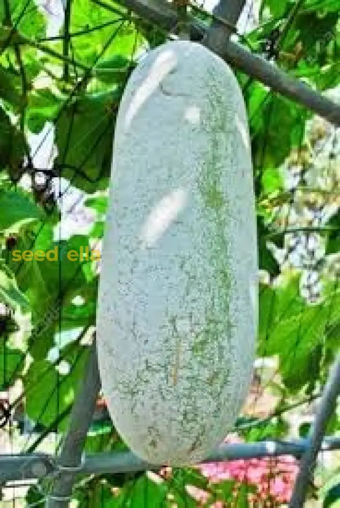 Winter Melon Wax Gourd Vegetable Seeds For Sweet Harvests - Seed Thriving Growth And Delicious