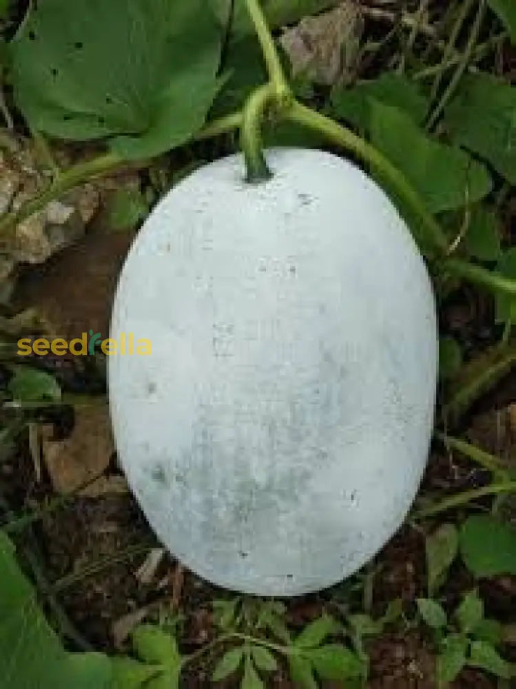 Winter-Melone Vegetable Planting Seeds For Thriving Gardens Seeds