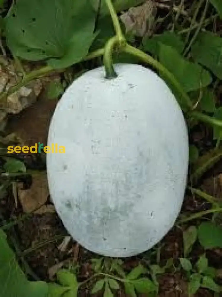 Winter-Melone Vegetable Planting Seeds For Thriving Gardens Seeds