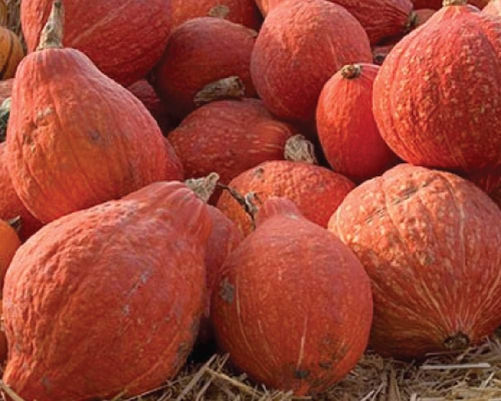 Non-GMO winter squash seeds for home gardens