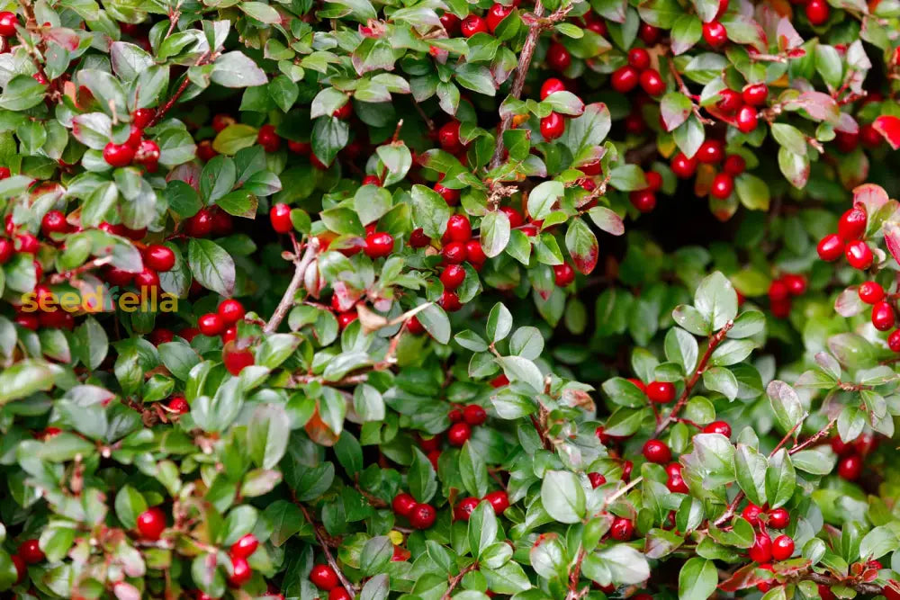 Wintergreen Planting Flower Seeds For Lush Evergreen Groundcover - Seed Beautiful And Resilient