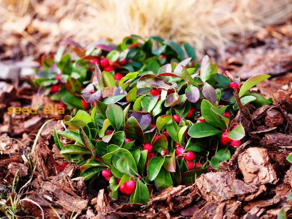 Wintergreen Planting Flower Seeds For Lush Evergreen Groundcover - Seed Beautiful And Resilient