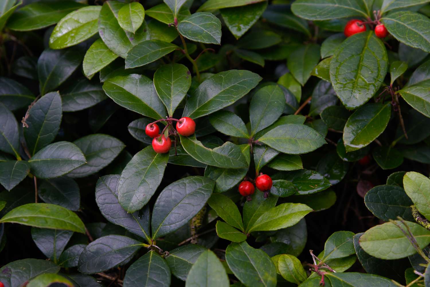 Wintergreen Plants Growing in Garden, Lush Evergreen Groundcover with Red Berries