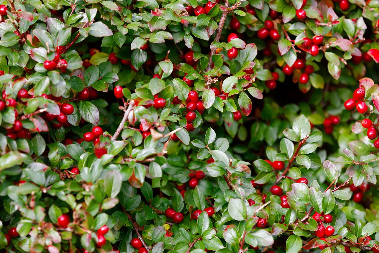 Harvested Wintergreen Berries, Fragrant Red Berries Ready for Use