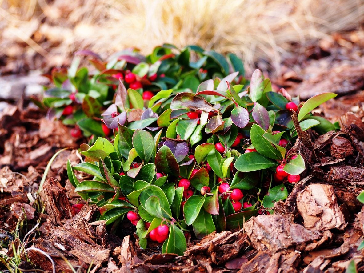 Wintergreen Planting Seeds for Lush Evergreen Groundcover, Step-by-Step Planting Guide