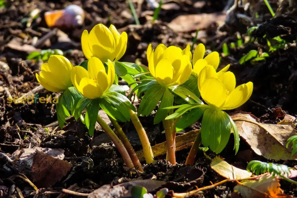 Winterling Flower Seeds For Planting  Seed Enchanting Blooms And Seasonal Beauty In Your Garden