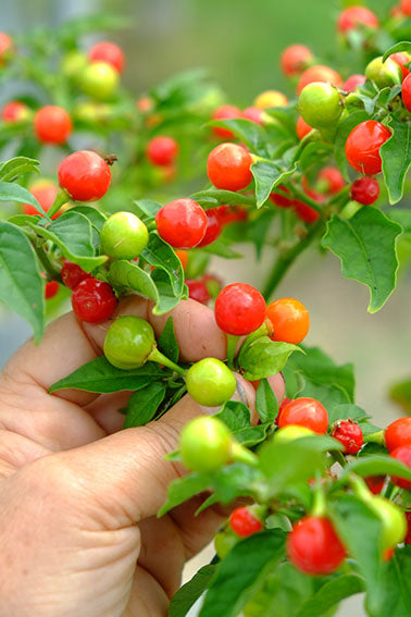 High quality Wiri Wiri seeds non GMO