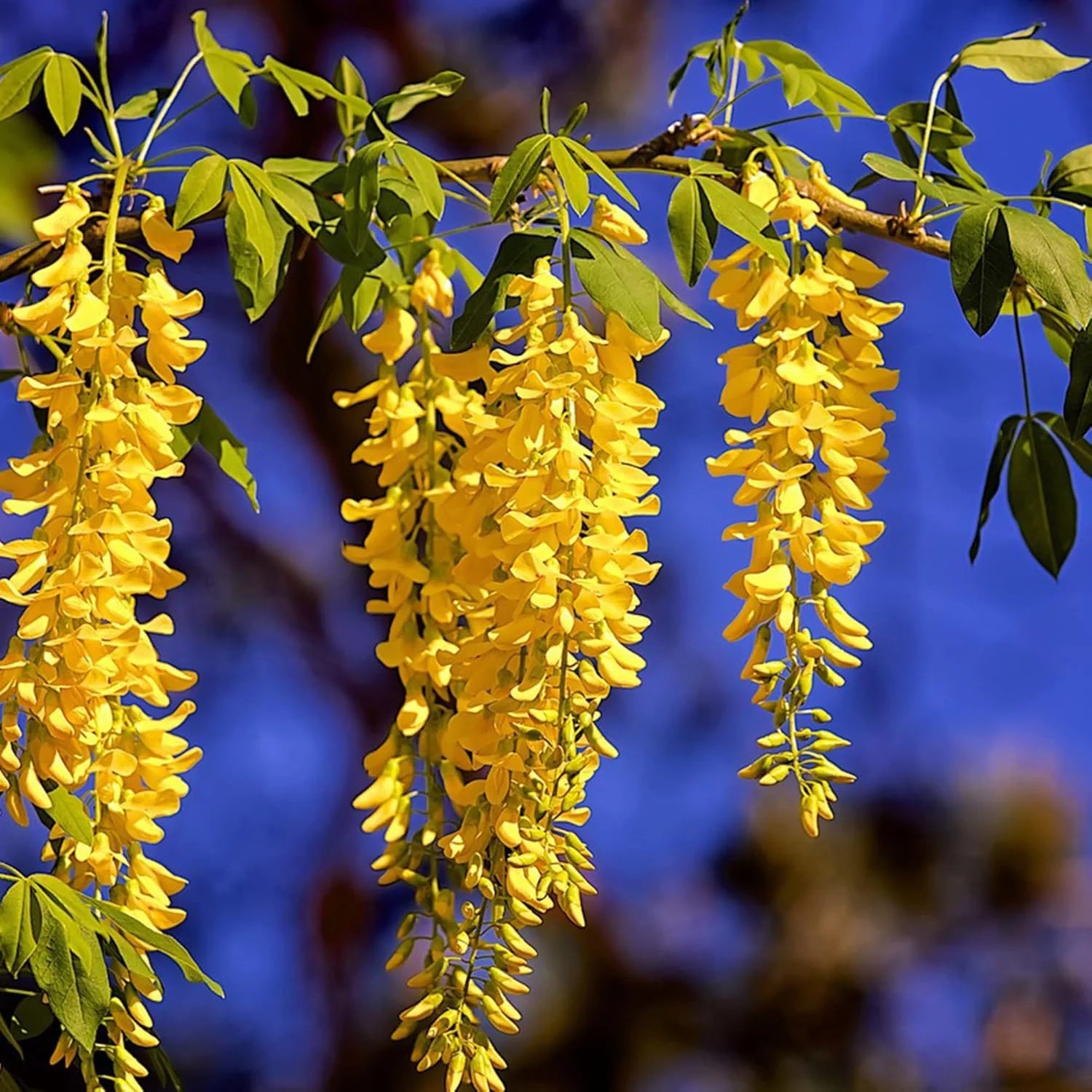 Wisteria Golden Yellow Vine Seeds – Ornamental Garden Climbing Plant