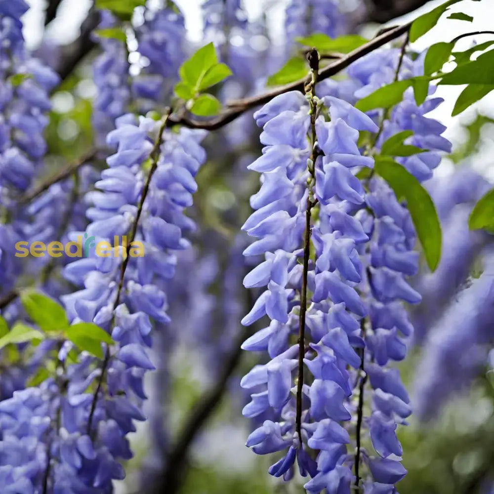 Wisteria Plant Seeds For Vibrant Garden DÃ©cor  Grow Elegant Cascading Vines Beautiful Outdoor