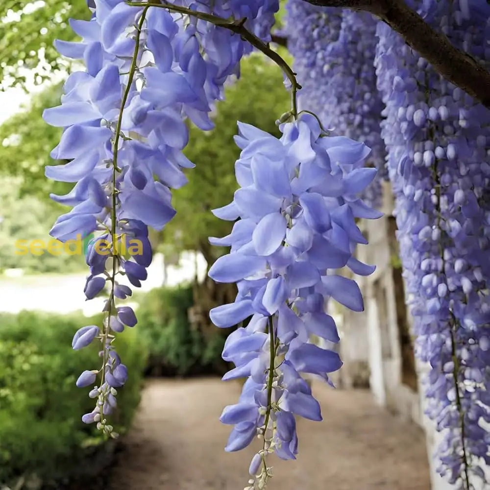 Wisteria Plant Seeds For Vibrant Garden DÃ©cor  Grow Elegant Cascading Vines Beautiful Outdoor