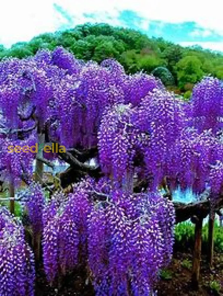 Wisteria Sinensis Seeds For Easy Planting Tree