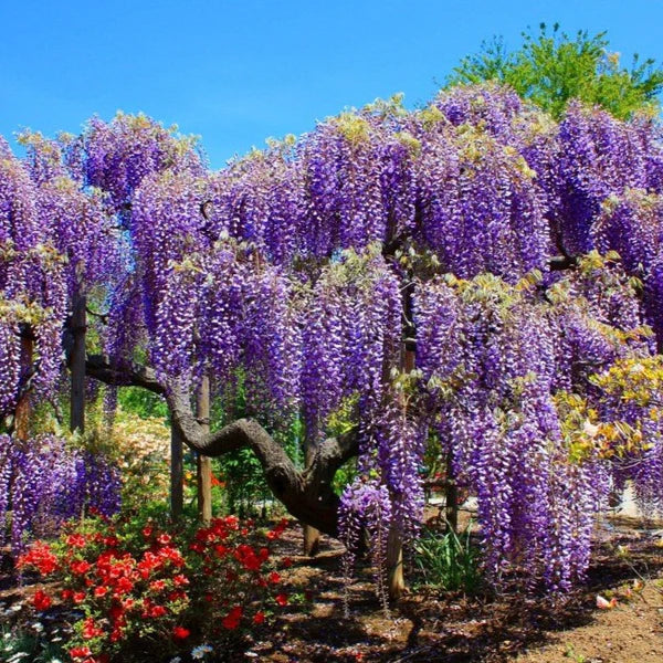 Wisteria Tree Flower Seeds – Violet Cascading Blooms