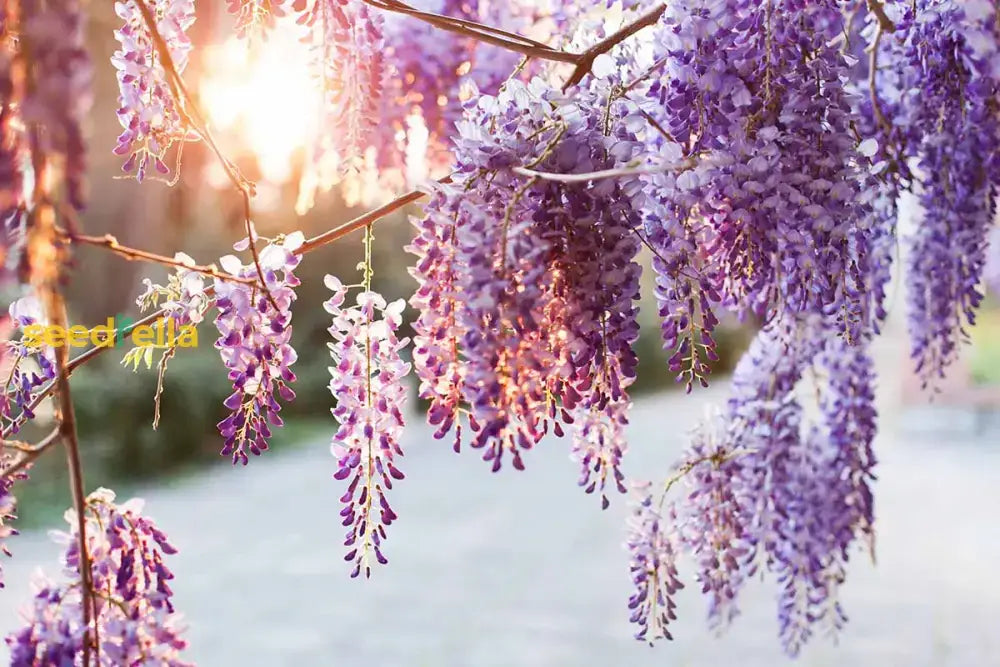 Wisteria Tree Seeds Mixed For Planting  Seed Gorgeous Blooms And Lush Growth In Your Garden Flower