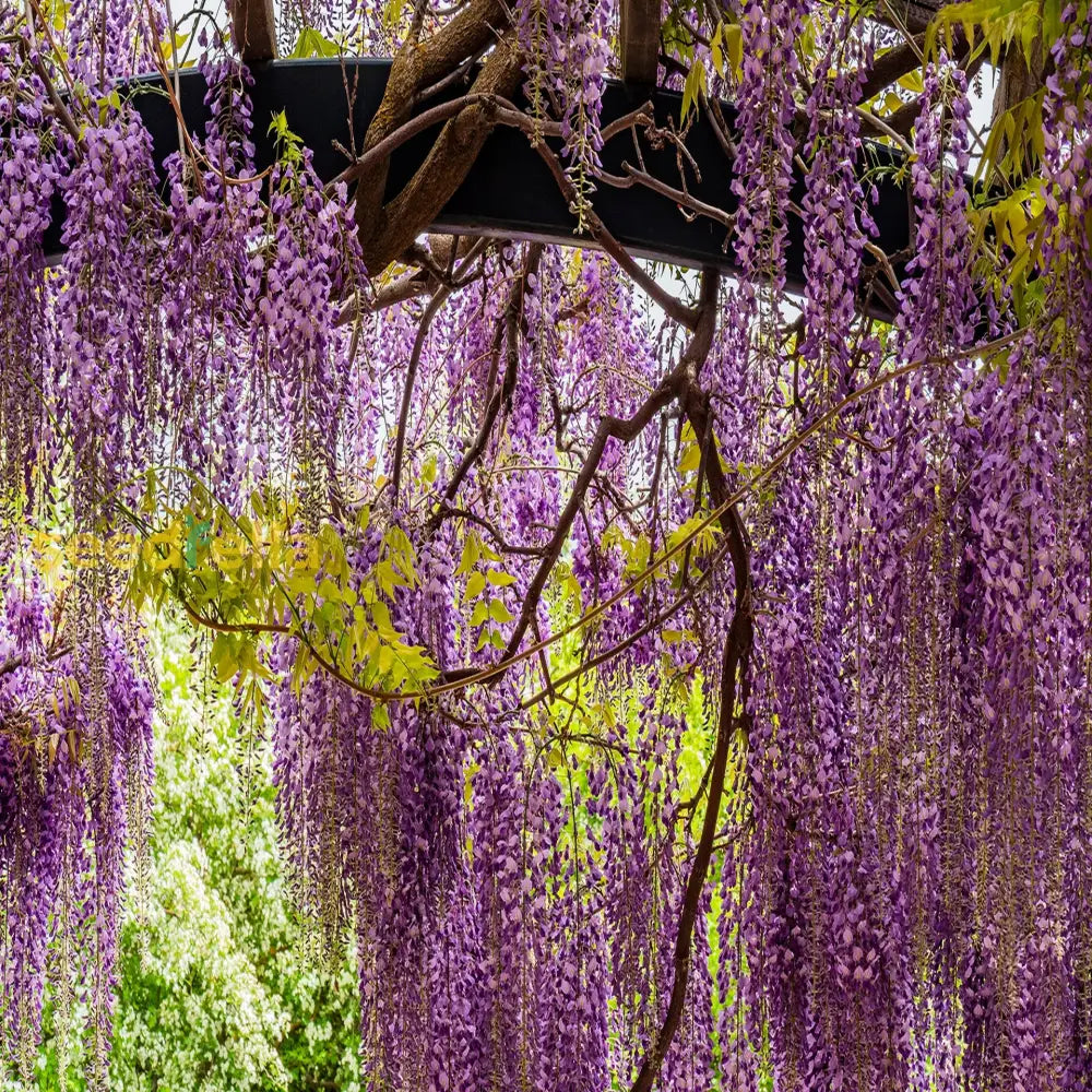 Wisteria Tree Seeds Mixed For Planting  Seed Gorgeous Blooms And Lush Growth In Your Garden Flower