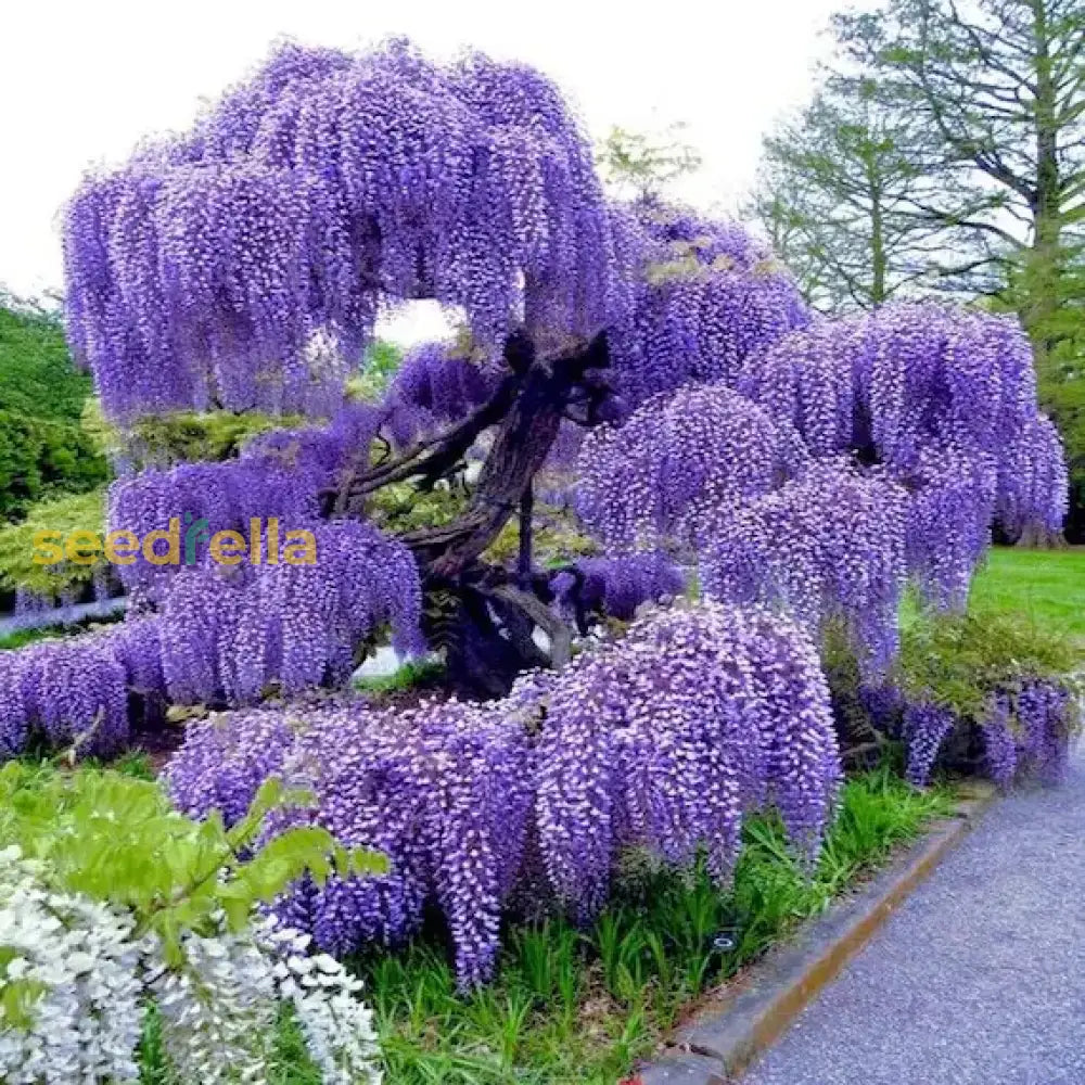 Wisteria Violet Flower Seeds For Planting  Seed Beautifully Cascading Blooms In Your Garden