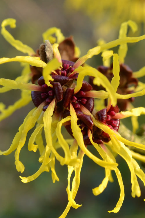 American Witch Hazel Shrub Growing in Woodland Garden