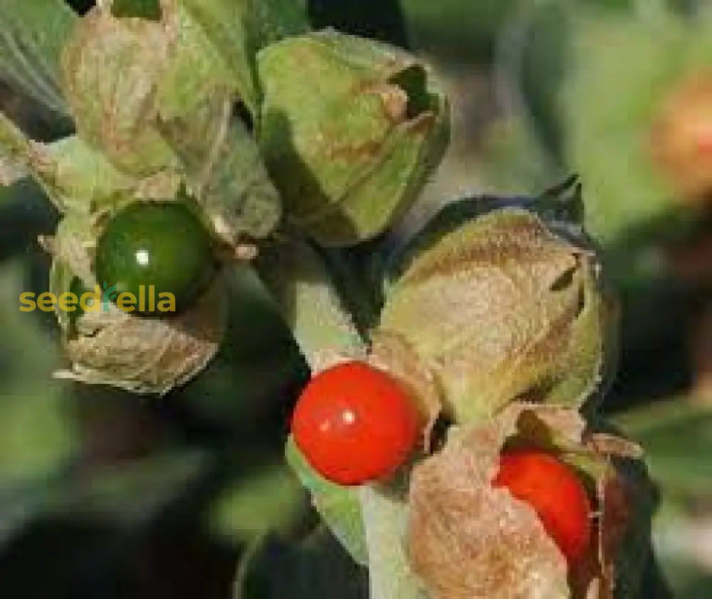 Withania Somnifera Herb Seedlings Growing in Pots