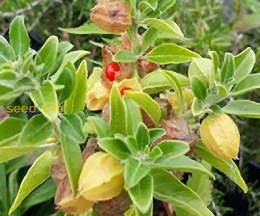 Withania Somnifera Seeds for Planting Green Ashwagandha Herb