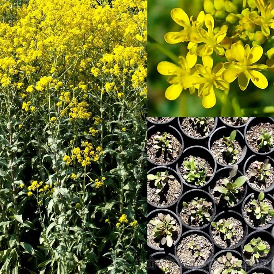 Woad seeds Isatis tinctoria ornamental herb