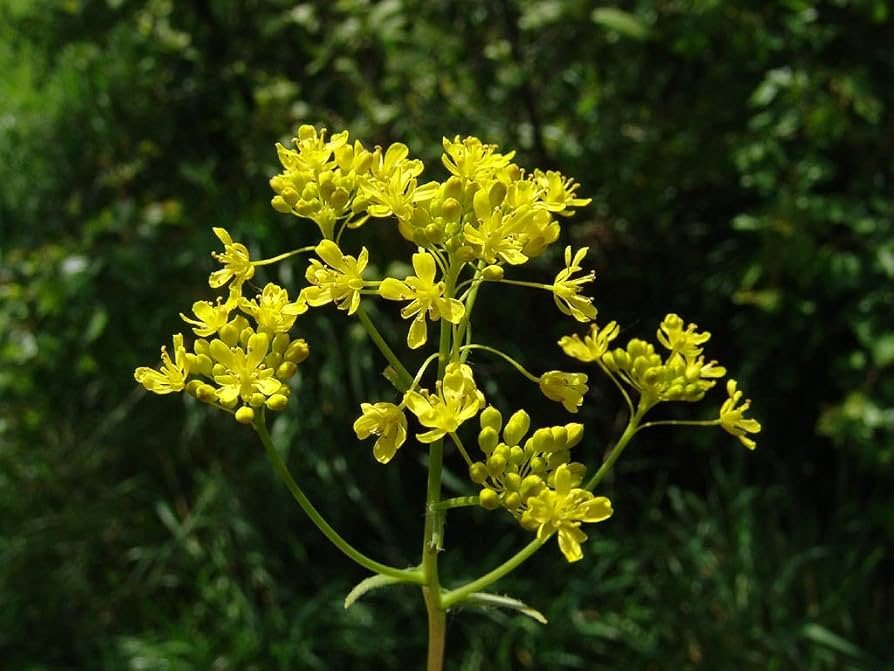 Woad yellow flower clusters attracting pollinators