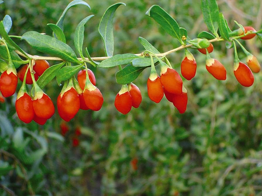 Wolfberry Seeds – Himalayan Goji Berry Edible Shrub