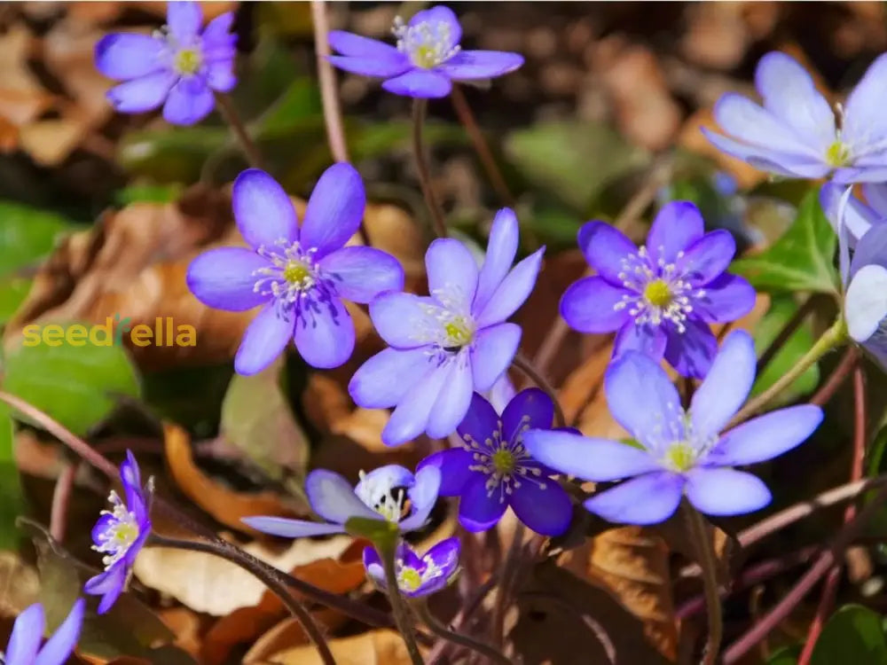 Woodland Hepatica Flower Seeds For Planting