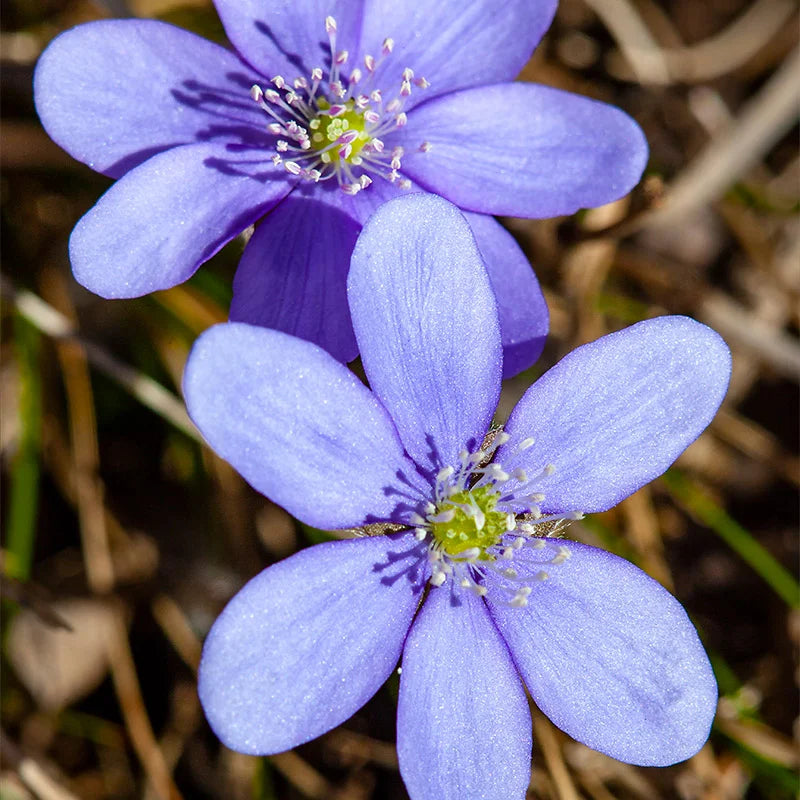 Woodland Hepatica Flower Seeds for Early Spring Blooms