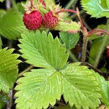 California Woodland Strawberry used as groundcover