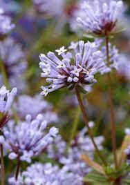 Blue Surprise Woodruff Seedlings Sprouting in Garden Pots