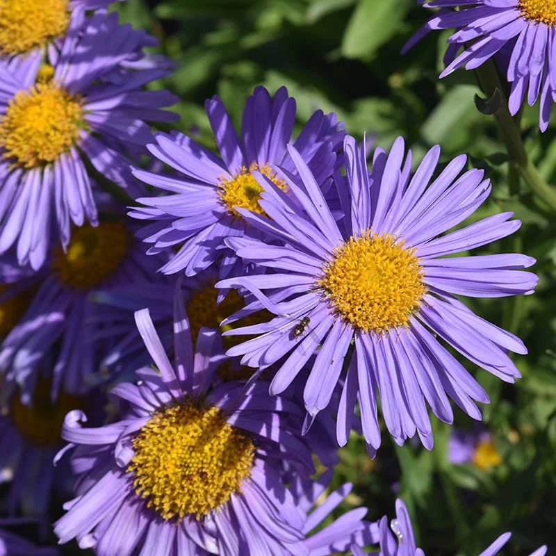 Violet Aster Flower Seeds For Planting - Vibrant Garden Addition