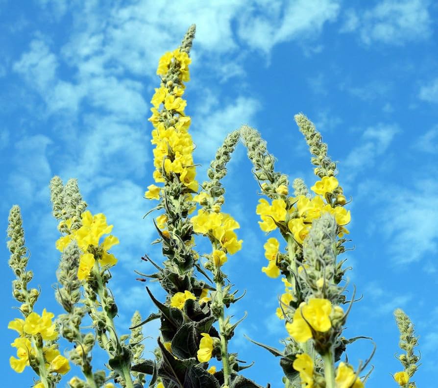 Yellow Woolly Mullein Growing in Garden Borders