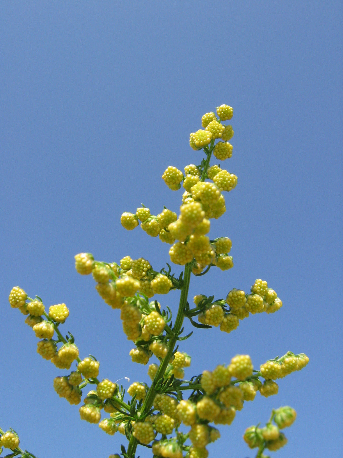 Fine-Textured Sweet Wormwood Green Foliage