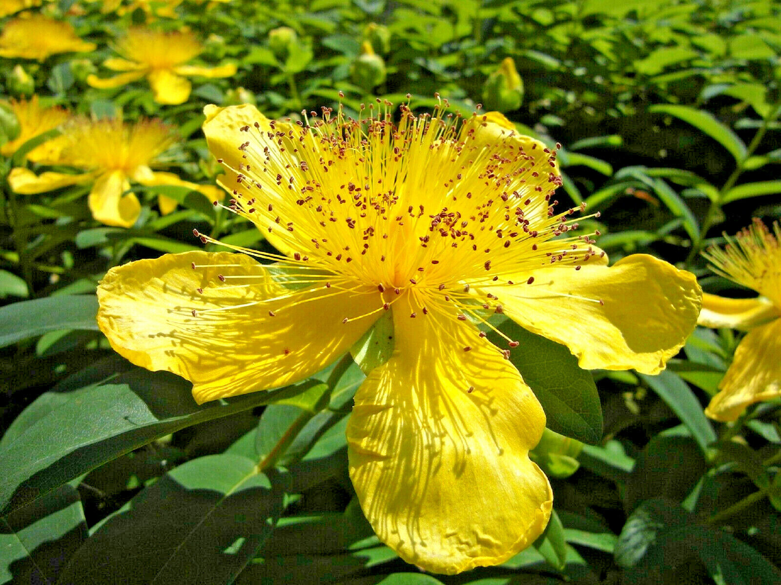 Close-Up of Yellow Wort Flower Blooms