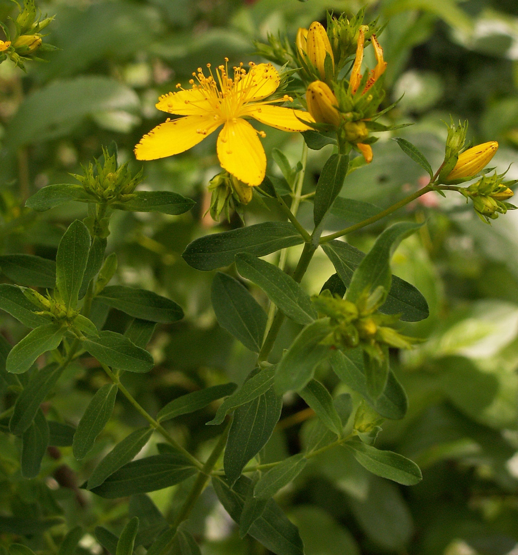 Wort Flower Plants Growing in Sunny Garden Bed