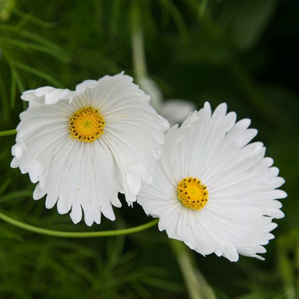 Cosmos Cupcakes Flower seeds for Planting Pollinator Friendly Heirloom & GMO Free Seeds for Home Garden 
 
 Sale seeds for home garden planting