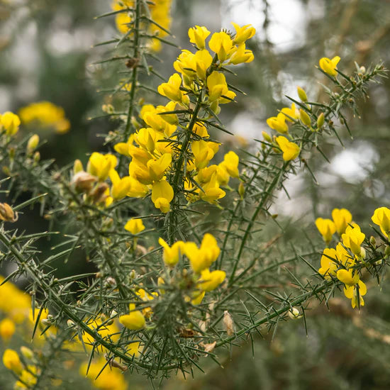 Graines de fleurs d'ajonc Ulex Europaeus à planter Graines de plantes vivaces robustes pour des fleurs jaunes éclatantes