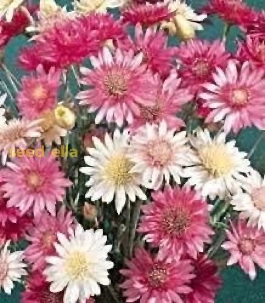 Xeranthemum Annum Flower Seeds For Easy Planting