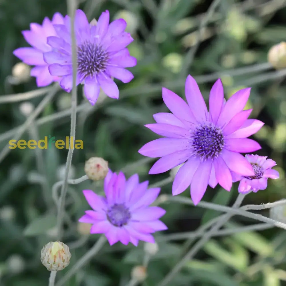 Xeranthemum Annuum Flower Seeds Planting