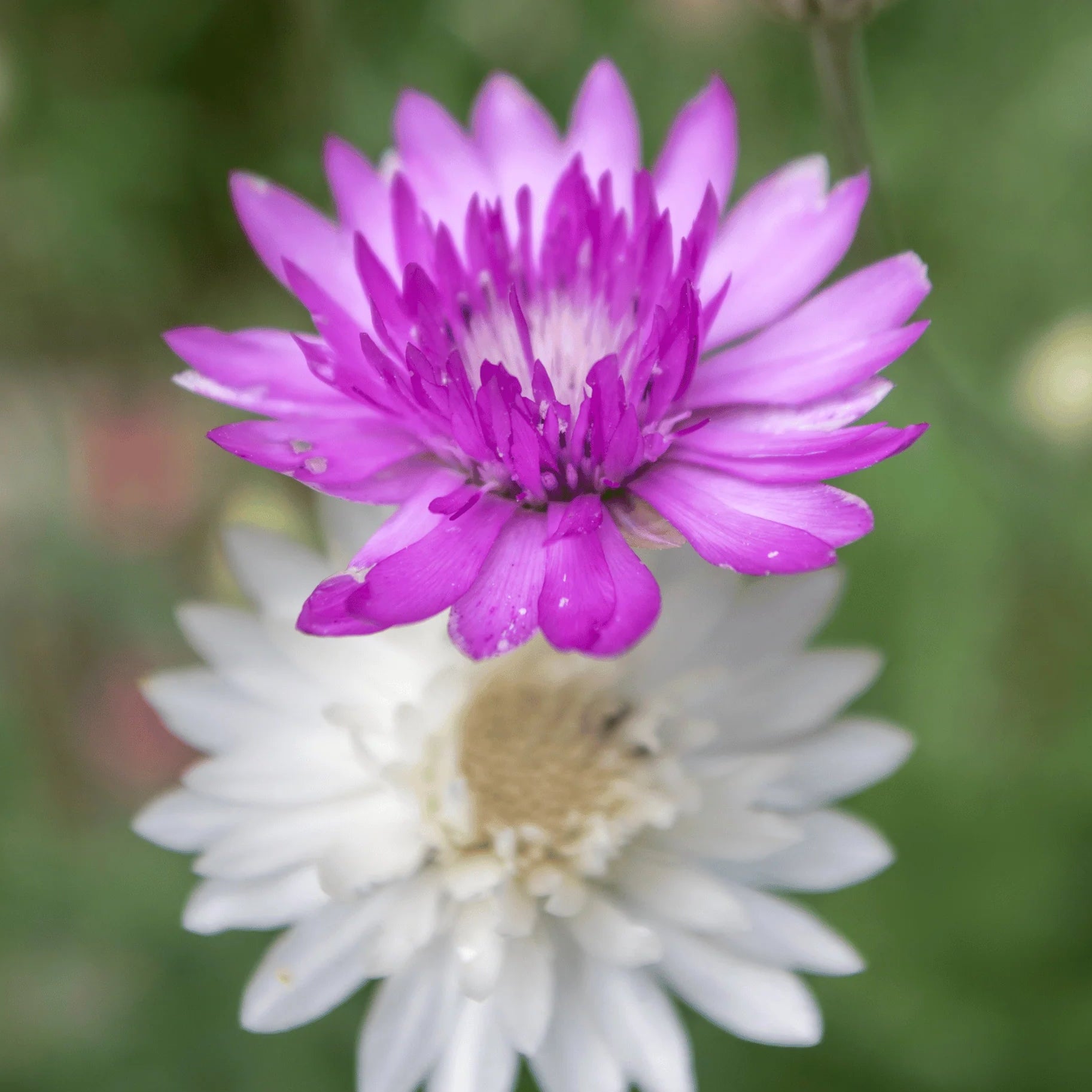 Vintage Xeranthemum Blooms Used in Floral Arrangements
