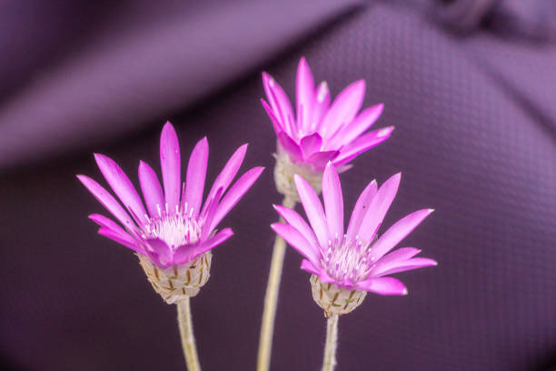Xeranthemum Flowers Growing in Sunny Garden